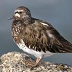 Black Turnstone